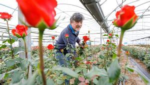 El Sant Jordi 2025 vendrà encara 25.000 roses catalanes: l’últim productor del Maresme es resisteix a abandonar