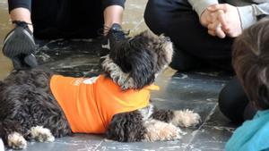 Gossos contra el ‘bullying’