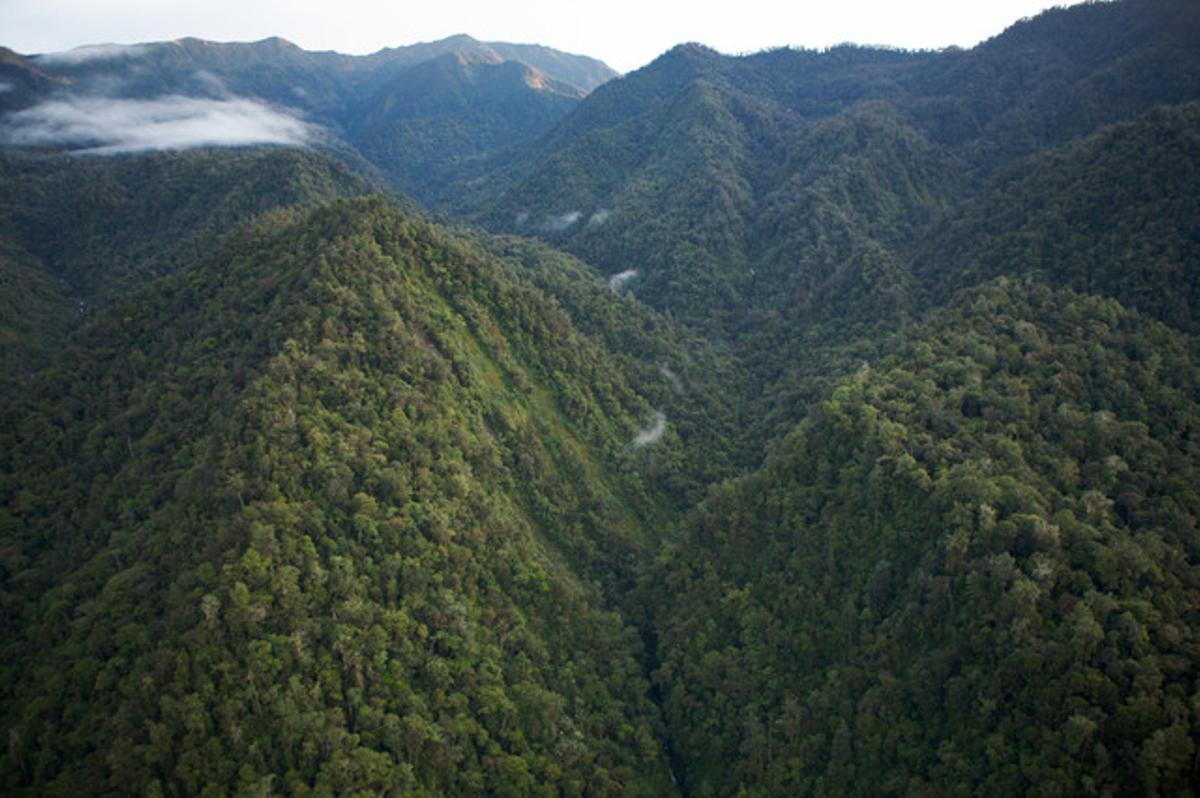 Vista aèria d’una selva de Papua Nova Guinea. Vista aèria d’una selva de Papua Nova Guinea.