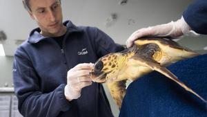 L’‘hospital de tortugues’ del CRAM