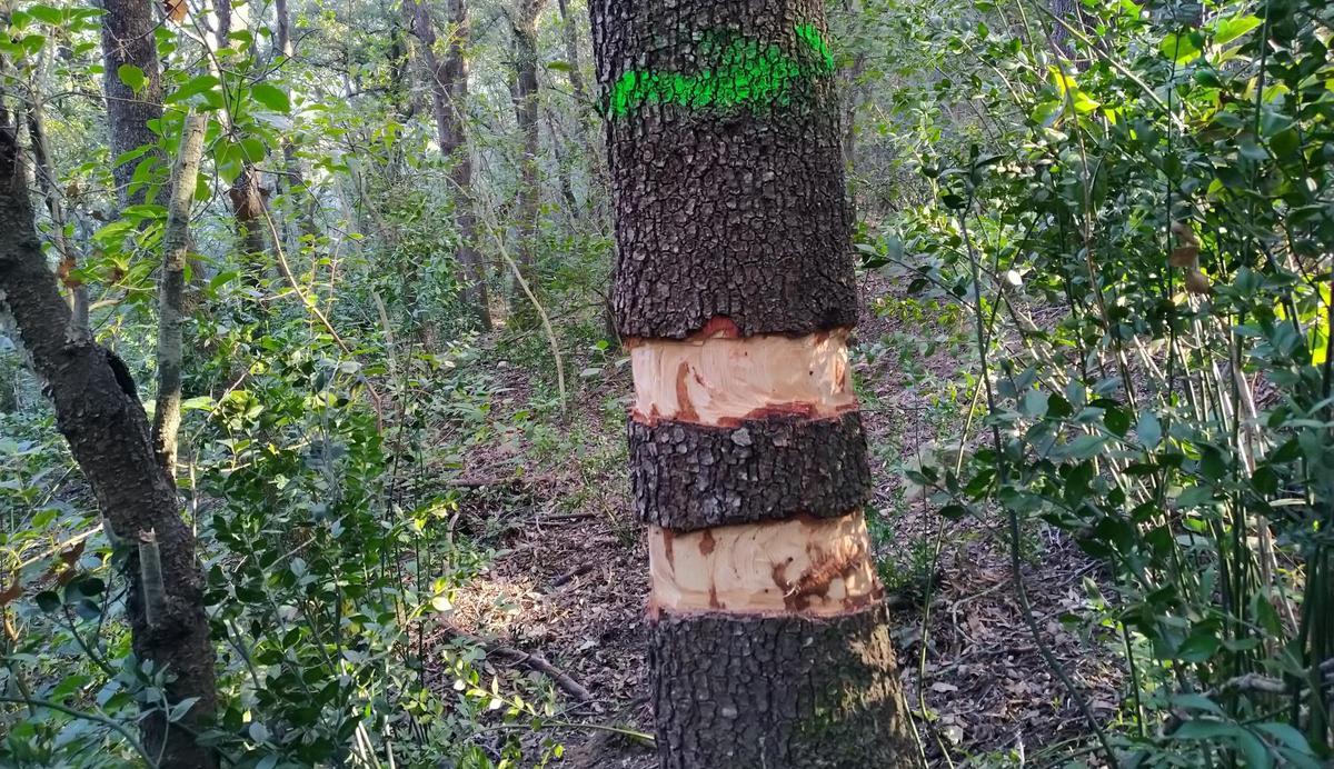 Provocar la mort d’arbres per salvar els boscos centenaris: Catalunya assaja un projecte pioner Provocar la mort d’arbres per salvar els boscos centenaris: Catalunya assaja un projecte pioner