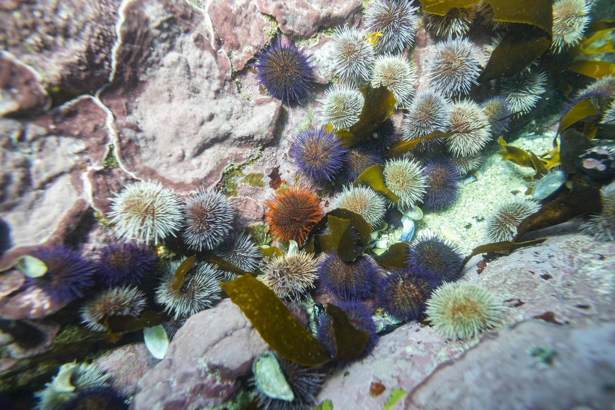 Els oceans comencen a rebre l’atenció que es mereixen Els oceans comencen a rebre l’atenció que es mereixen