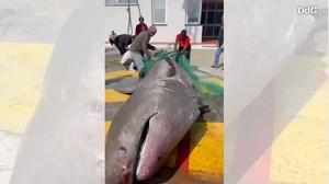 El tauró de més de set metres pescat al Port de la Selva