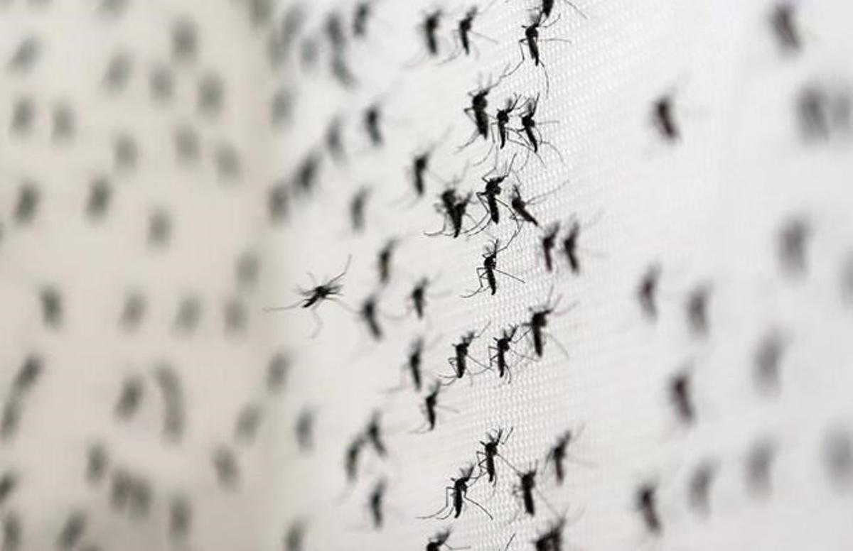 epons32667971 aedes aegypti mosquitoes are seen inside oxitec la160205123326 epons32667971 aedes aegypti mosquitoes are seen inside oxitec la160205123326