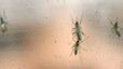 Zika Zika