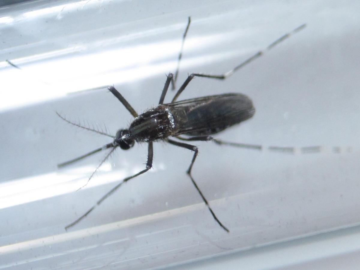 Detectat a Madrid el primer cas de Zika per transmissió sexual que té lloc a Espanya Detectat a Madrid el primer cas de Zika per transmissió sexual que té lloc a Espanya