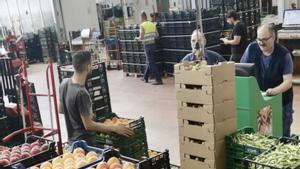 Cauen fins al 65% en un any els preus majoristes de síndries i melons