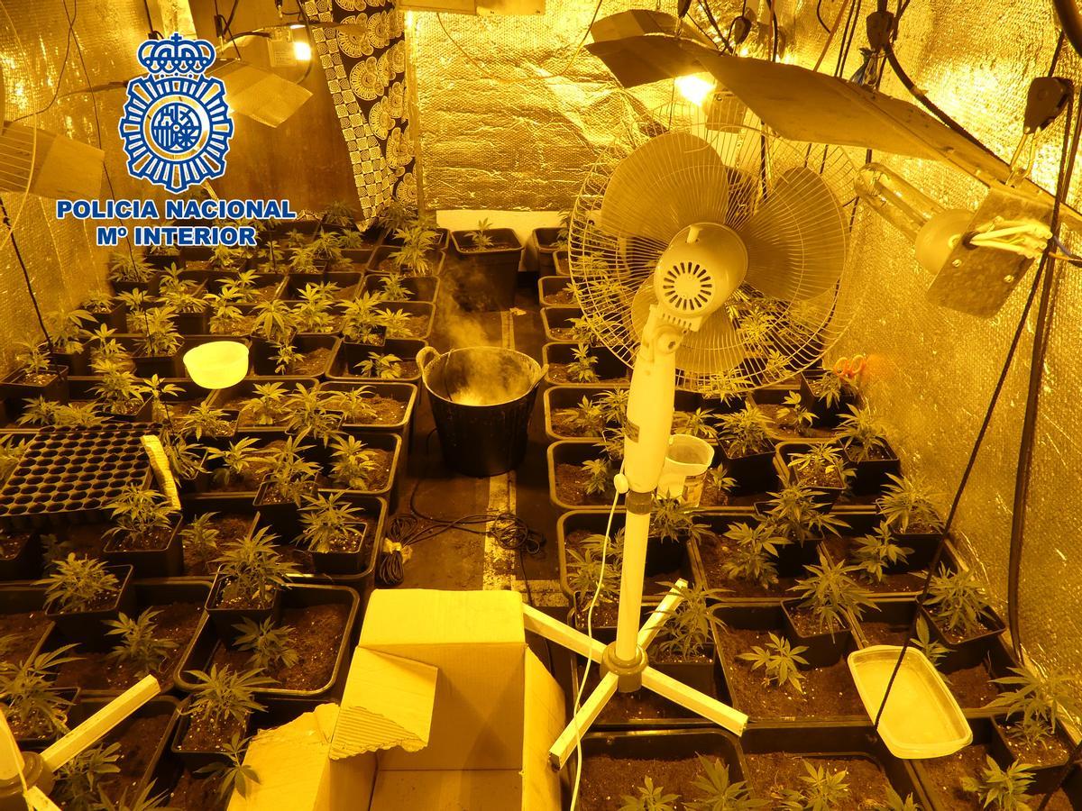 Desmantellats dos narcopisos amb plantacions de marihuana a Cornellà Desmantellats dos narcopisos amb plantacions de marihuana a Cornellà