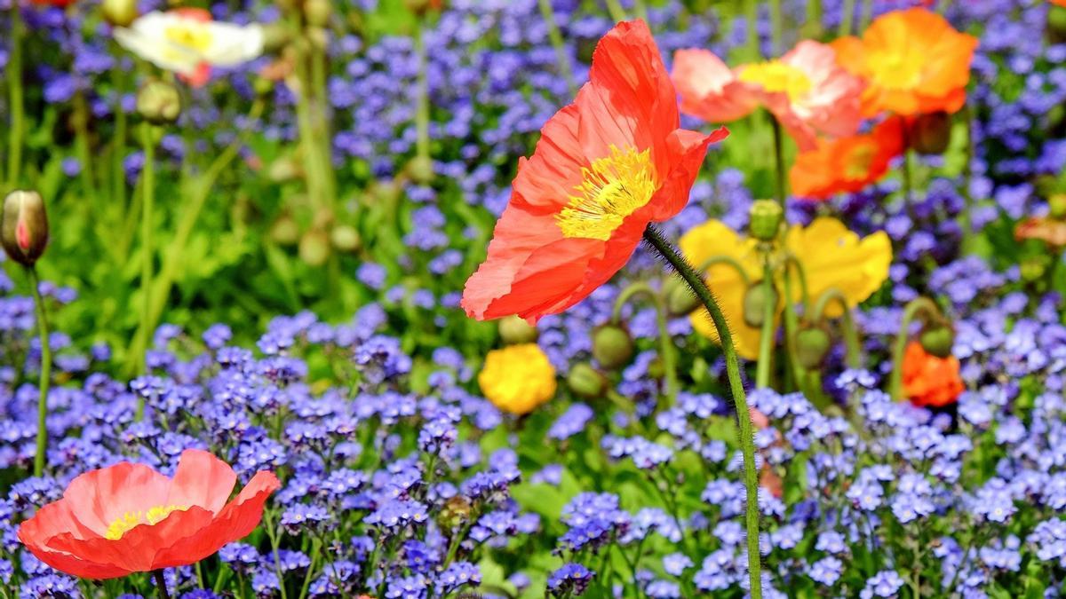 Cinc plantes amb flors per al mes de maig: origen i cures Cinc plantes amb flors per al mes de maig: origen i cures