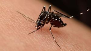 fcasals34385600 52916904   macro of mosquito sucking blood close up on the h181017113607