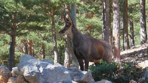 Rebeco / Zoo del Pirineu