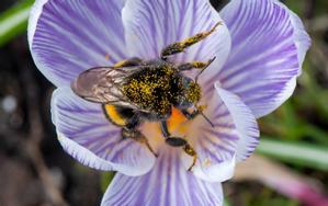 barcelona/crocus + Bombus terrestris b Haringsma.jpg