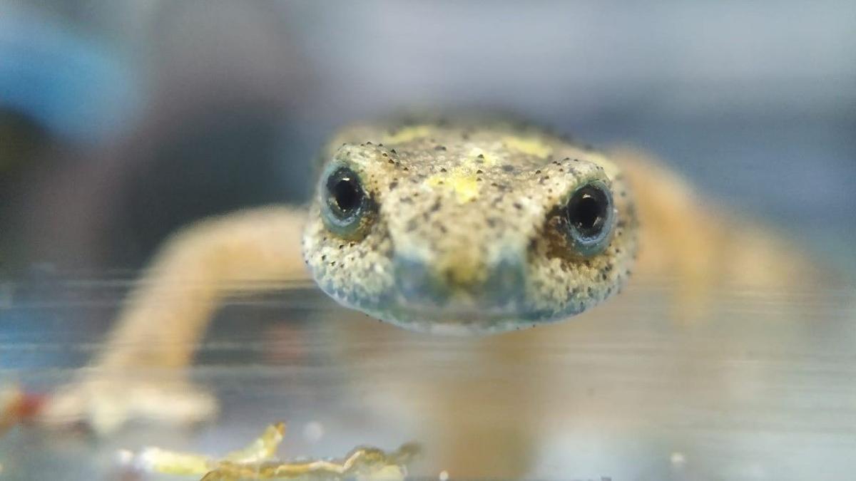 El Zoo de Barcelona reintrodueix espècies autòctones amenaçades El Zoo de Barcelona reintrodueix espècies autòctones amenaçades