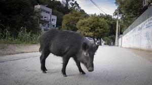 La població de senglars a Collserola cau per la sequera i el control de fauna