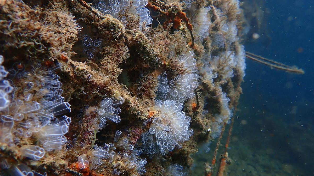 Una empresa catalana instal·larà 500 plaques d’escull artificial en alta mar Una empresa catalana instal·larà 500 plaques d’escull artificial en alta mar